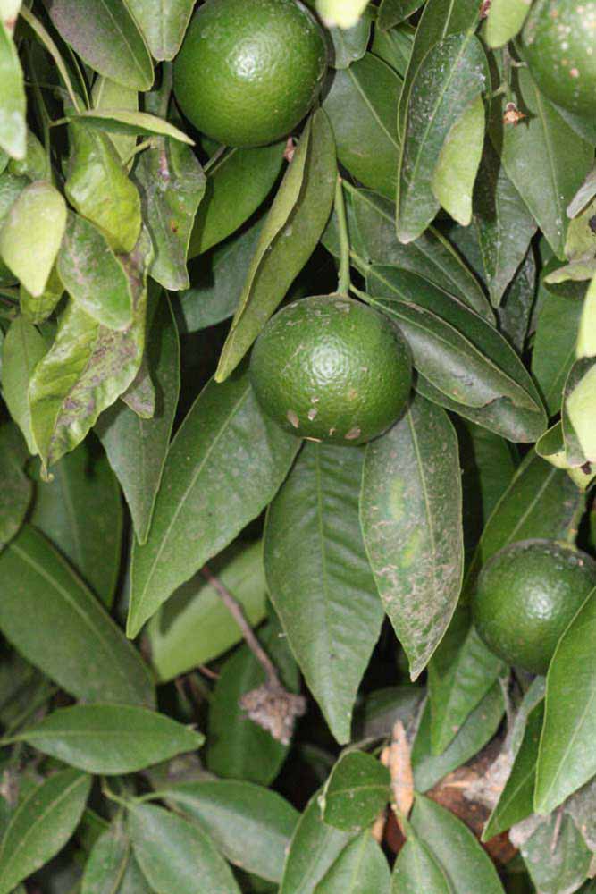              Shade leaves (Riverside, CA)       
